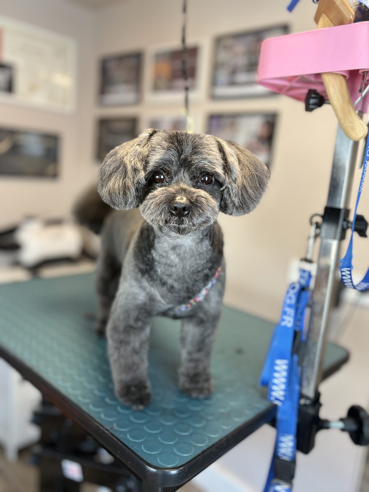 Grijze krullende hond, net geknipt, op de blauwgroene trimtafel in de salon