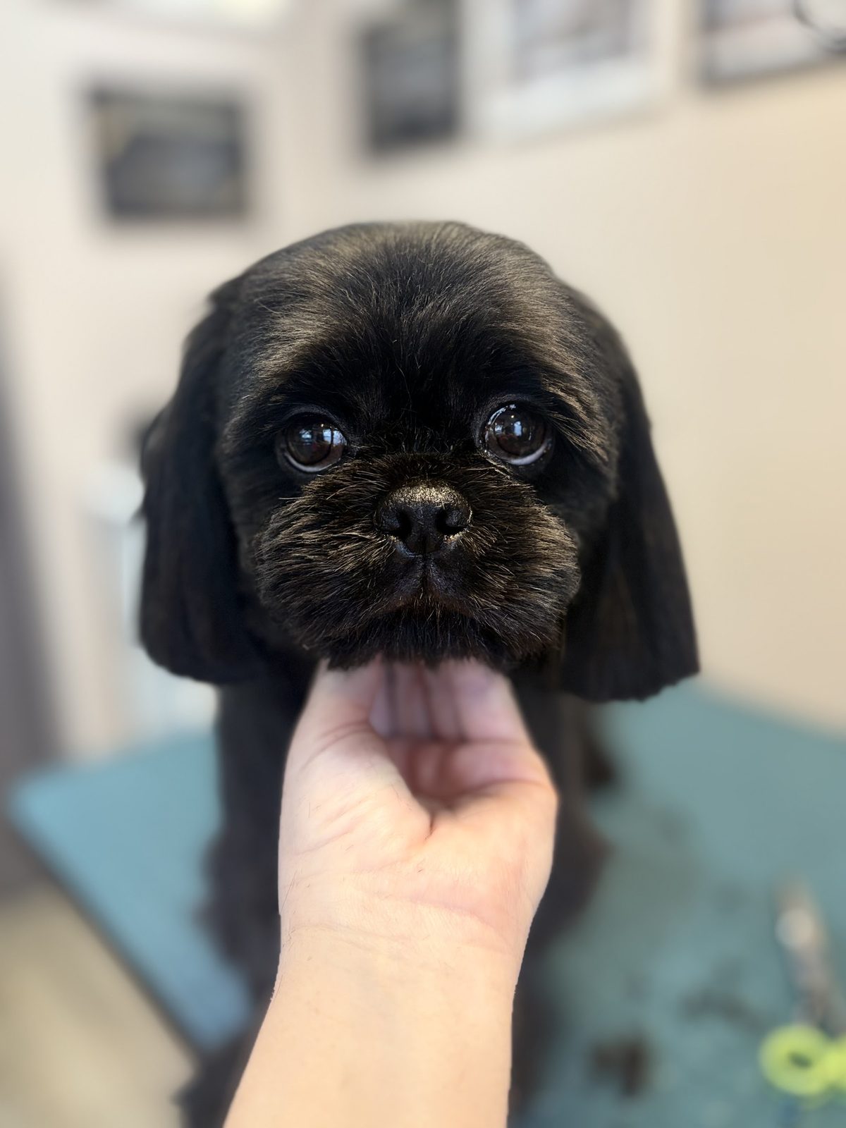 Zwarte hond met een net geknipte kop, de kin rustend op de hand van de groomer