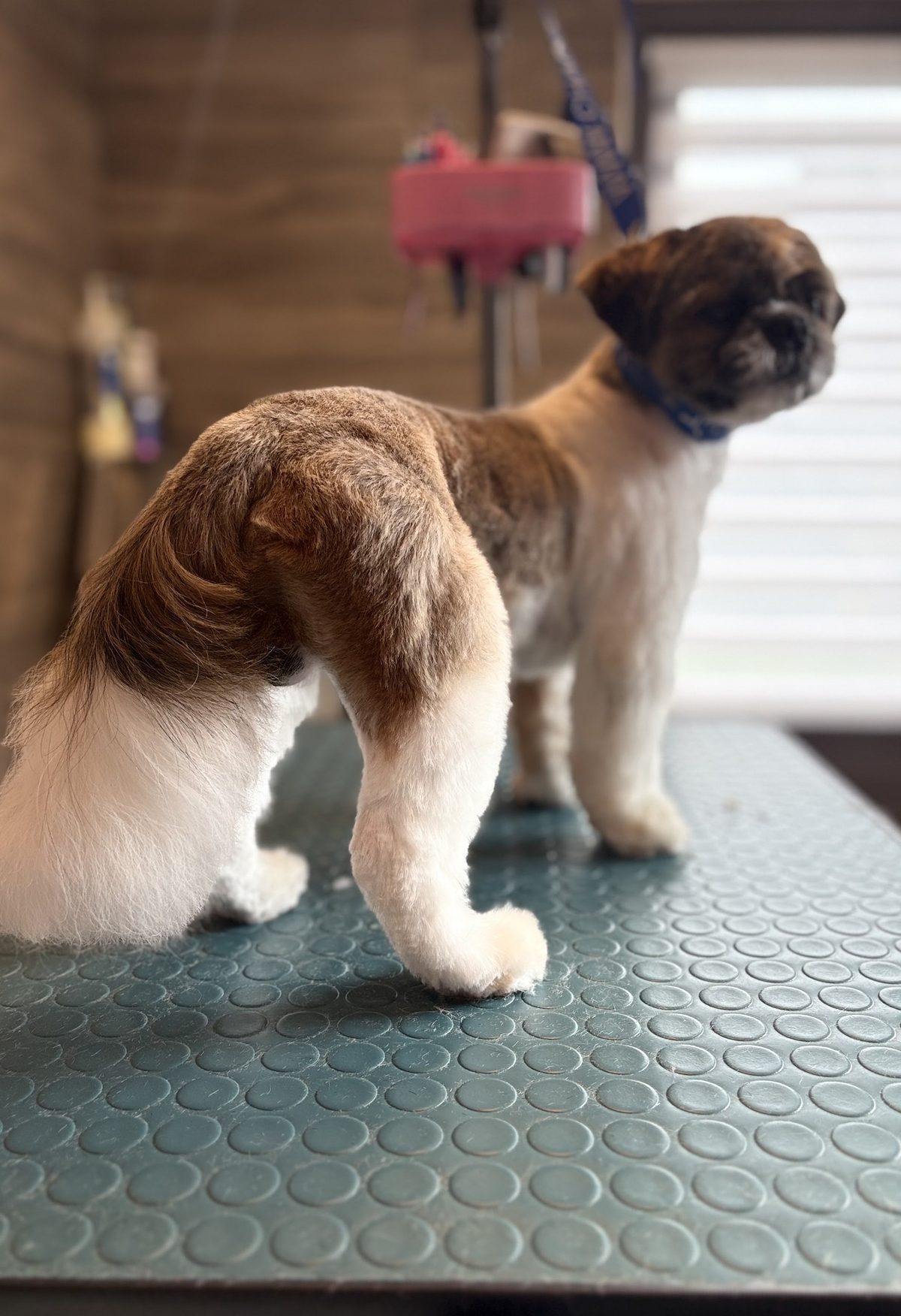 Hond van achteren gezien, met de afgewerkte knipbeurt van rug en staart