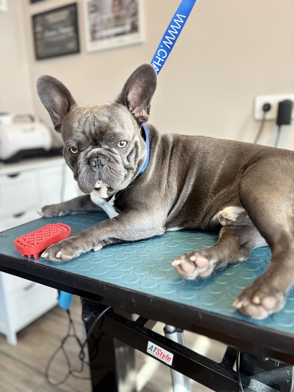 Grijze Franse bulldog ligt ontspannen op de trimtafel naast een rode borstel